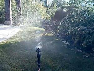squirt