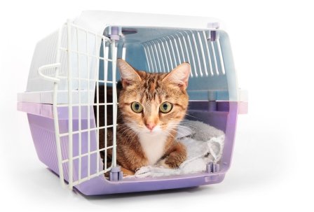 Amazon.com: Comfort Zone with Feliway for Ca