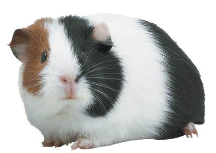 Kaytee Guinea Pig