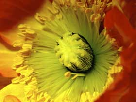 1cm Super Makro