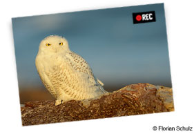 Nikon D600 Full-HD-Video