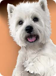 cesar