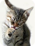 Whiskas