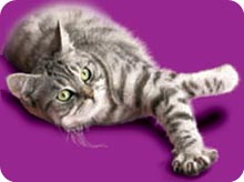 Whiskas