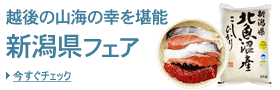 �V���t�F�A�E���Y�W