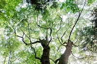 桃井 和馬 の画像
