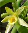 Vanilla planifolia seedling