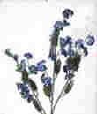Baby Breath Stem-Blue