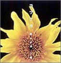願いの詩/太陽   (CCCD)