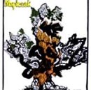 Mapleoak