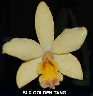 Blc. Golden Tang