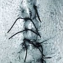 Infliction