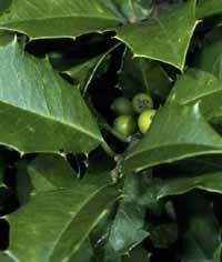 American Holly