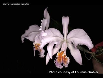 Cattleya mossiae var coerulea