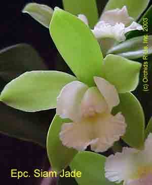 Epc Siam Jade 321H MP00145