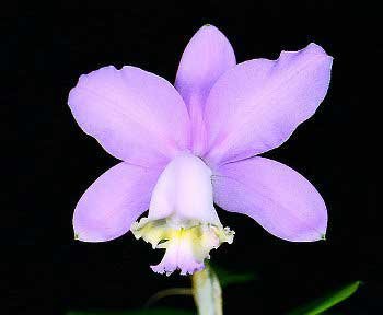 Cattleya loddigesii 'Elen' BM/JOGA X Cattleya lodigesii 'Martinelli'