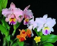 Cattleya Orchid Collection (5 plants in 5