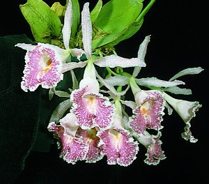 Trichopilia suavis LIMIT ONE