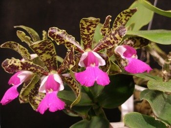 Cattleya Landate Foxcroft HCC/AOS x C aclandiae Verde AM/AOS