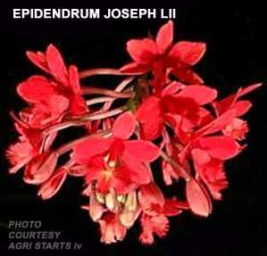 Epidendrum Short & Sweet 1687H