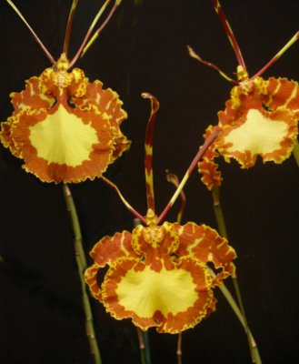 Psychopsis (Butterfly) Orchid