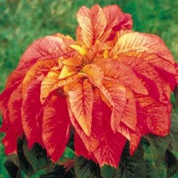 Poinsettia Seeds