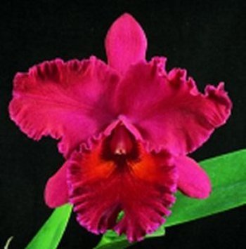 Cattleya Orchid Collection (5 plants in 4 pots)