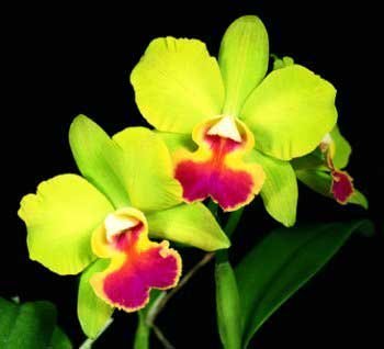 Potinara Memoria Shirley Moore 'Newberry' (orchid plant)