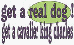 get a real dog! Get a cavalier king charles Apron