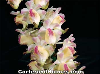 Aerides lawrenceae v sanderae