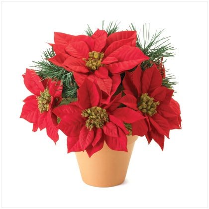 Poinsettia Plant
