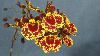 Tolumnia (Oncidium) Robsan 'Orchid World' AM/AOS x Tol Newberry Dancer 'Behemoth'