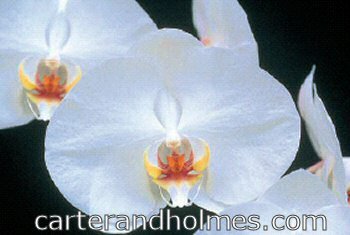 Dtps Winter Clouds 'Mendenhall' AM/AOS
