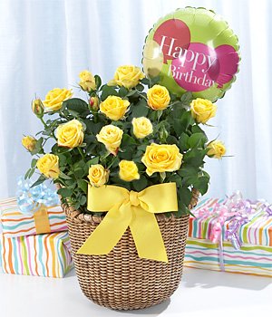 Rose Plants - Birthday Plant of the Month