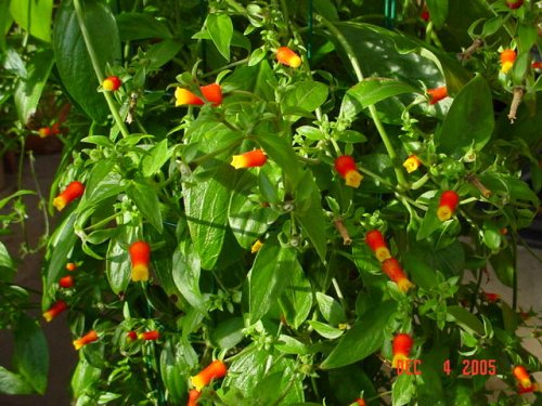 Candy Corn Plant