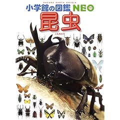 【クリックでお店のこの商品のページへ】昆虫 (小学館の図鑑NEO)： 小池 啓一， 町田 龍一郎， 森上 信夫， 小野 展嗣， 田辺 力， 筒井 学： 本