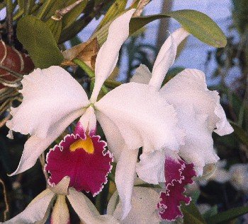 Cattleya mossiae semi-alba 'Hartford' x Laelia purpurata var atropurpureum