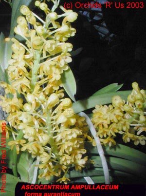 Ascocentrum ampullaceum 'New Orange'