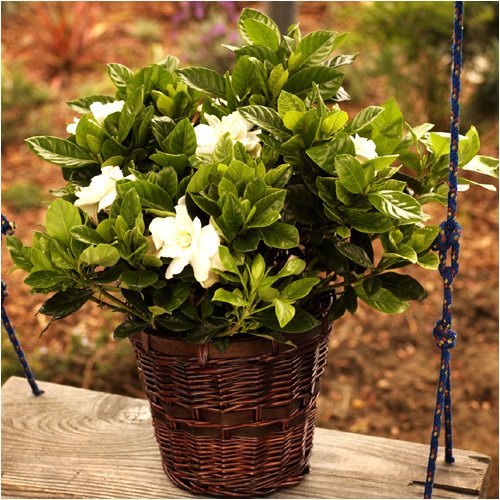 Gardenia Florist Image
